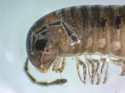 Leptoiulus belgicus